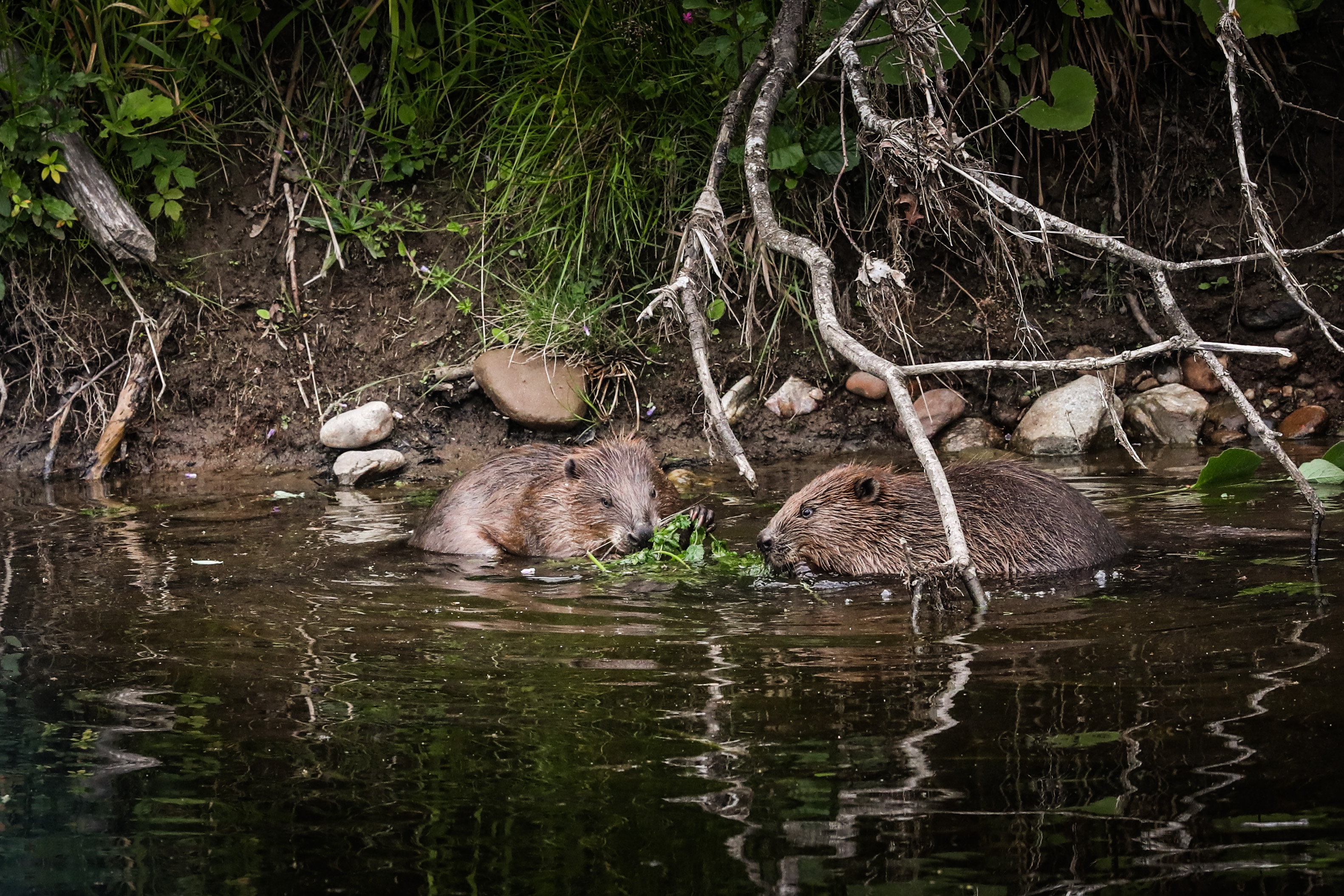 The joy of a Beaver Safari!