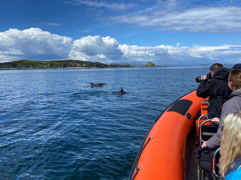 wildlife boat trips west coast scotland