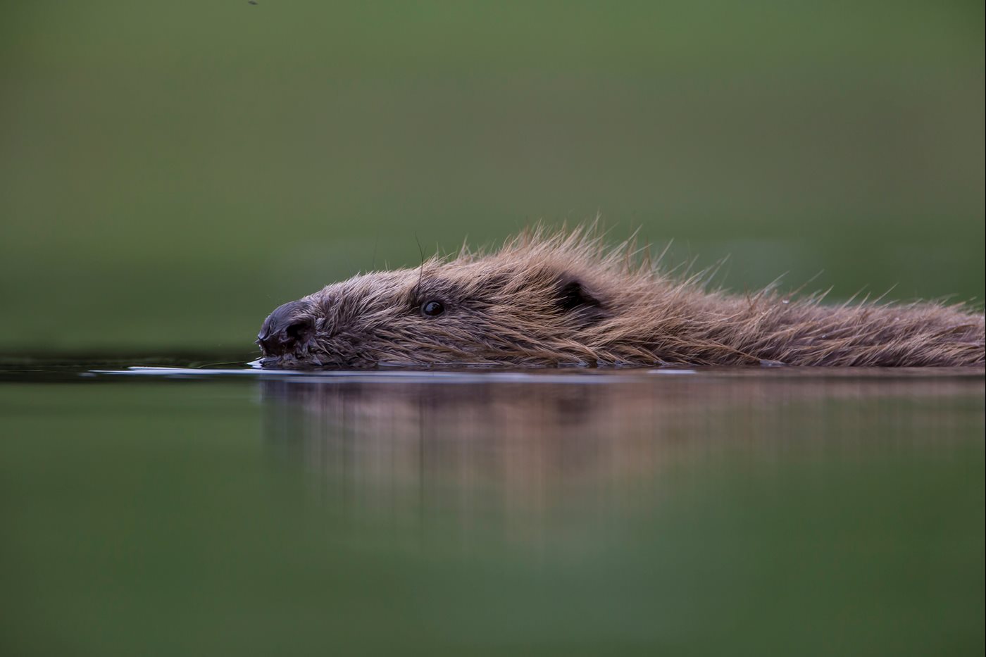 Beaver 2